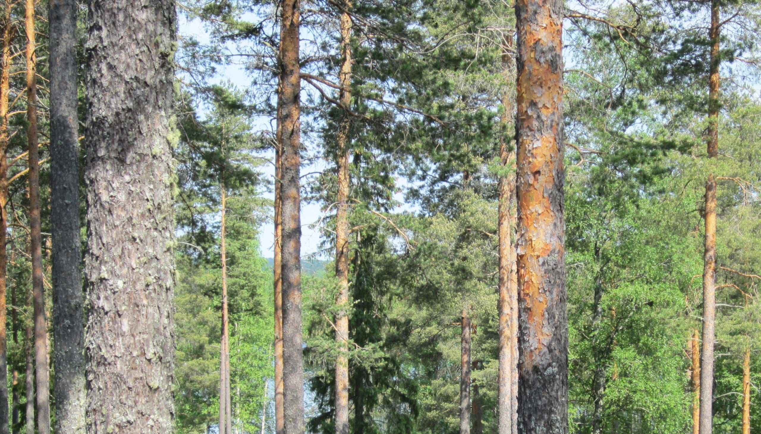 mäntymetsää