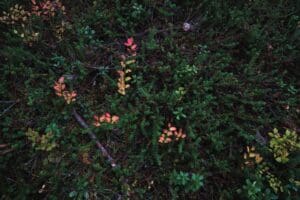 Sammon jäljillä -ideakilpailu Kalevalan hengessä