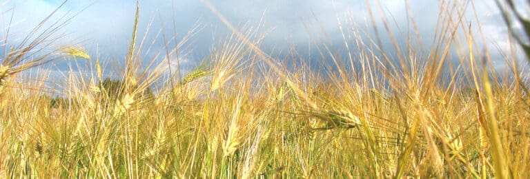 Johtaminen maataloudessa